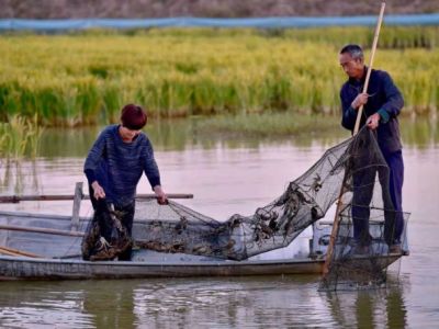 鲤鱼村水产业：如何助力3000余人就业？ 